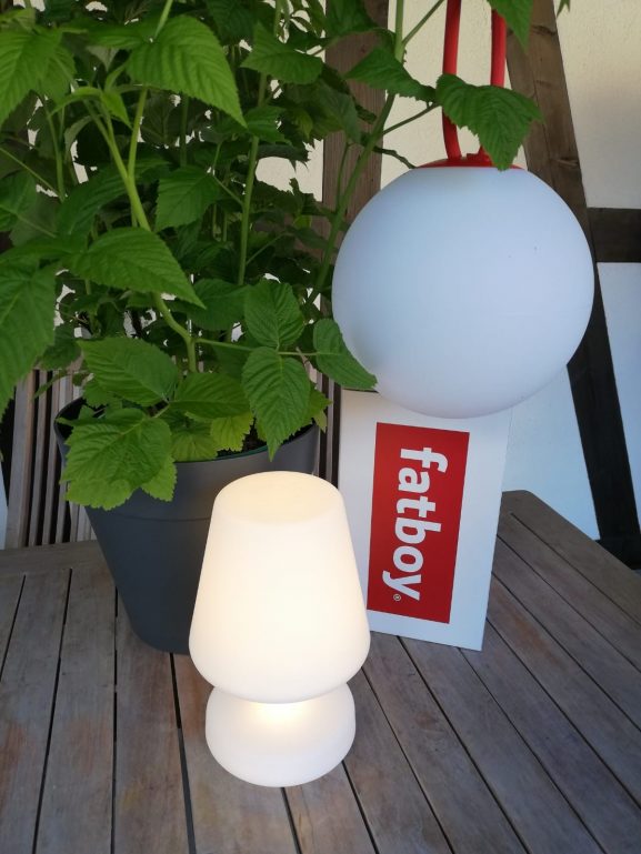 Edison the petite und Bolleke